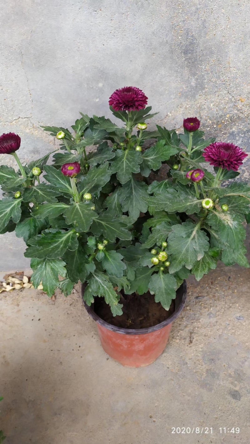基地盆栽菊花，带盆发货菊花品种齐全批发价格便宜