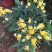 基地盆栽菊花，带盆发货菊花品种齐全批发价格便宜