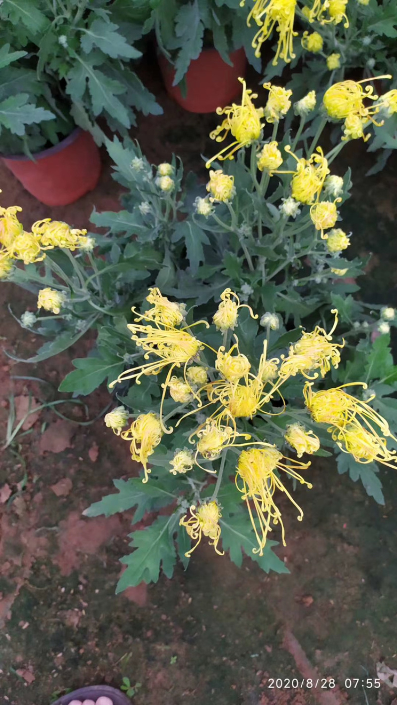 基地盆栽菊花，带盆发货菊花品种齐全批发价格便宜