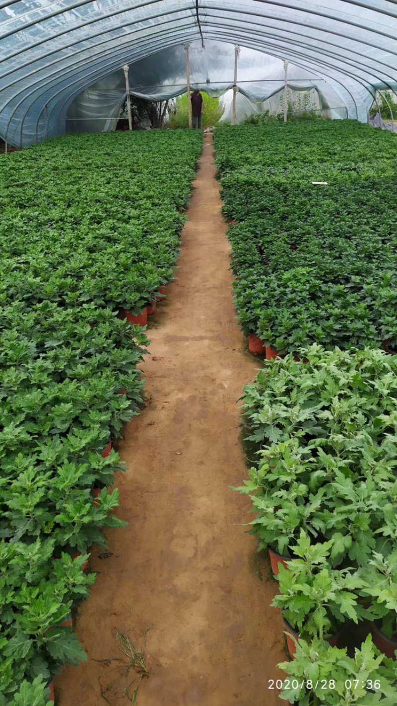 基地盆栽菊花，带盆发货菊花品种齐全批发价格便宜