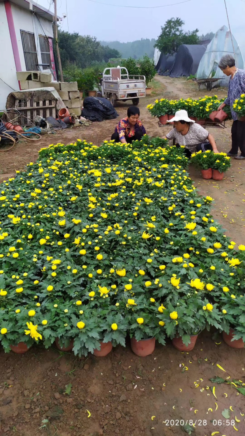 基地盆栽菊花，带盆发货菊花品种齐全批发价格便宜