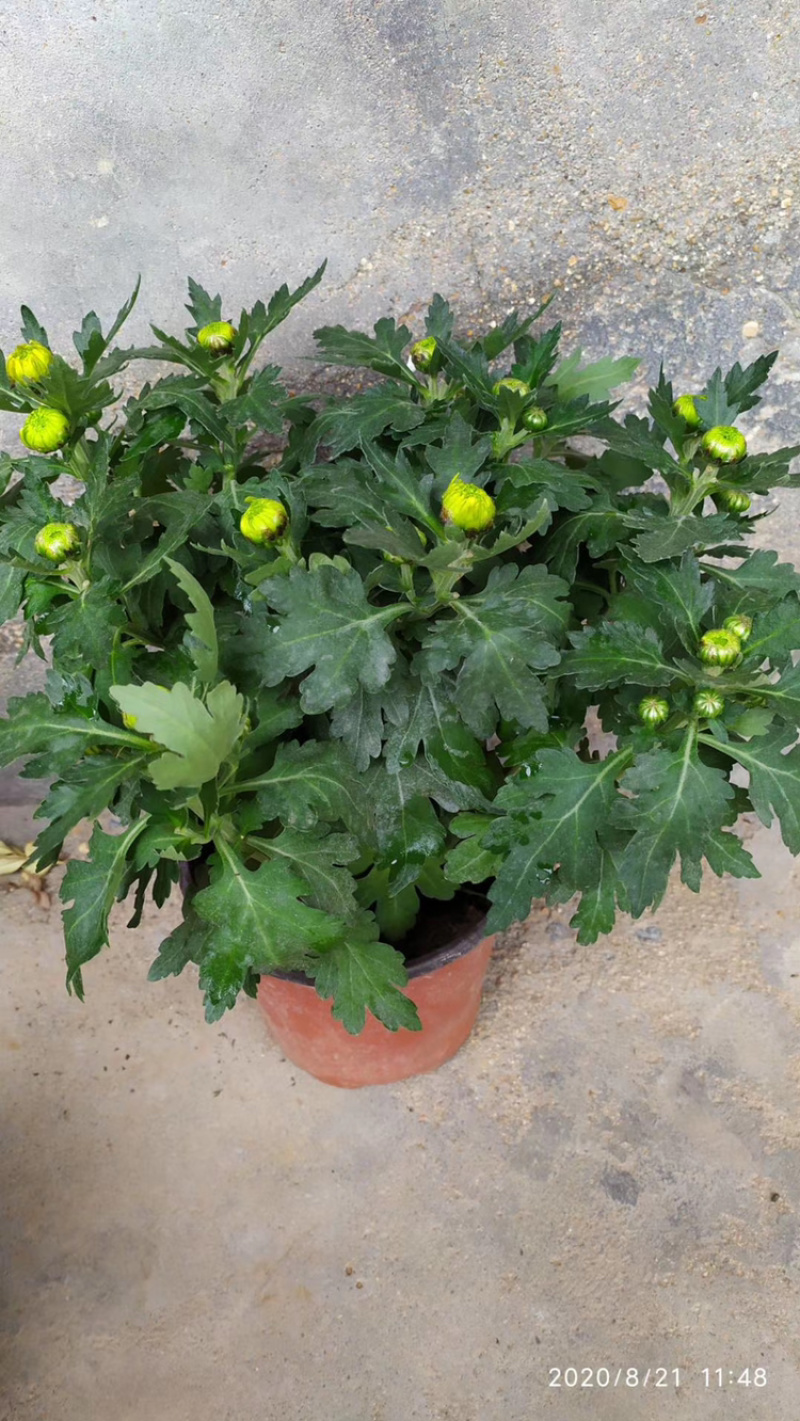 基地盆栽菊花，带盆发货菊花品种齐全批发价格便宜