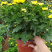 基地盆栽菊花，带盆发货菊花品种齐全批发价格便宜