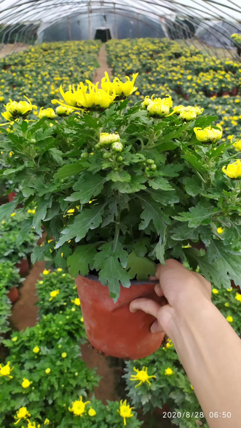 基地盆栽菊花，带盆发货菊花品种齐全批发价格便宜