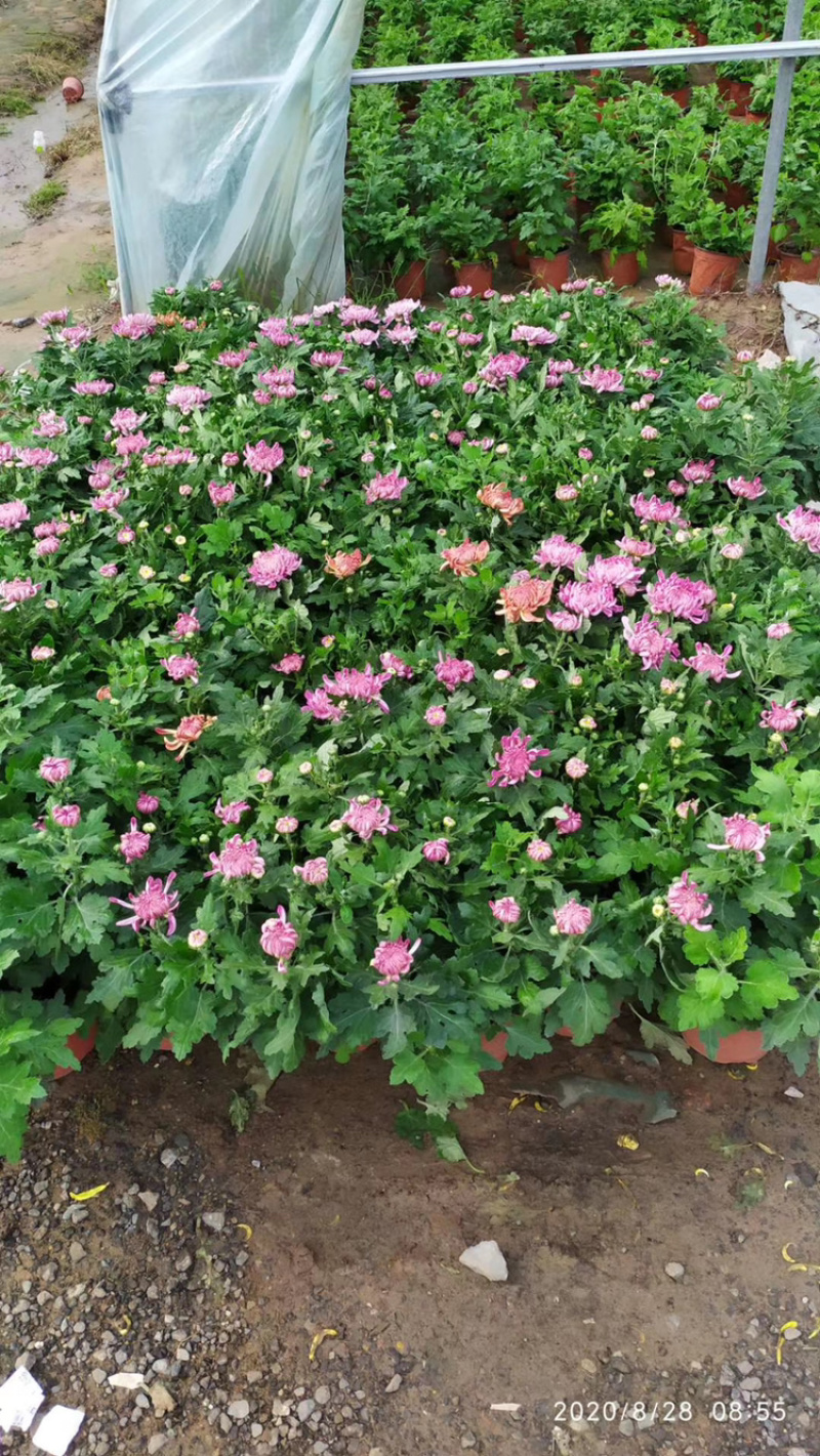 基地盆栽菊花，带盆发货菊花品种齐全批发价格便宜