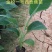 【精选水果苗】香蕉苗广西红香蕉苗品种多苗圃直发咨询价优