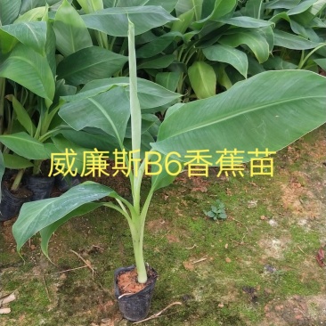【精选水果苗】香蕉苗广西红香蕉苗品种多苗圃直发咨询价优