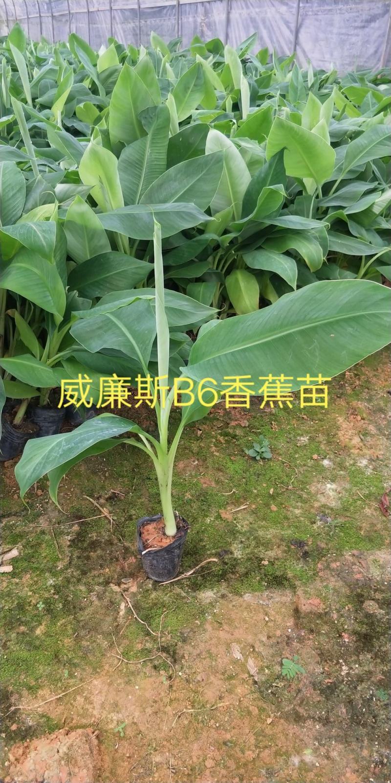 【精选水果苗】香蕉苗广西红香蕉苗品种多苗圃直发咨询价优