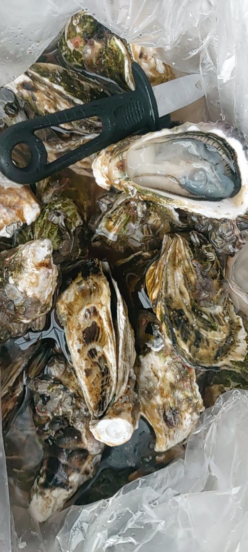 网红小蚝（大海洋牌，一件23个左右，肉质肥美，物美价廉）