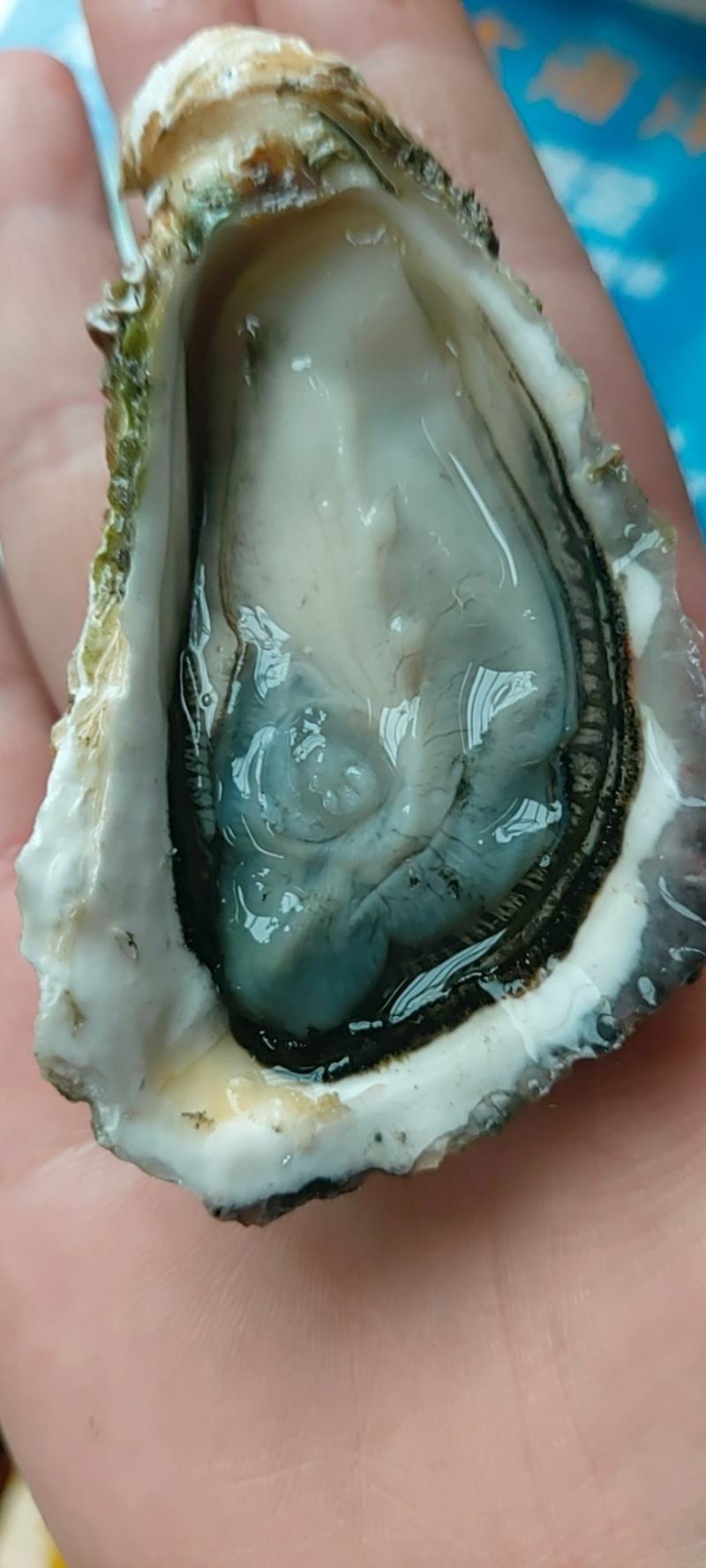 网红小蚝（大海洋牌，一件23个左右，肉质肥美，物美价廉）