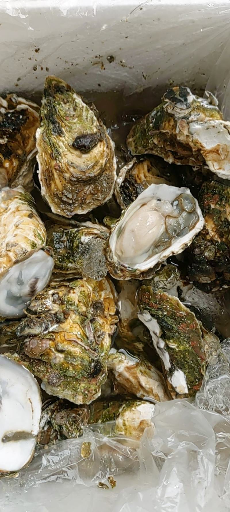 网红小蚝（大海洋牌，一件23个左右，肉质肥美，物美价廉）