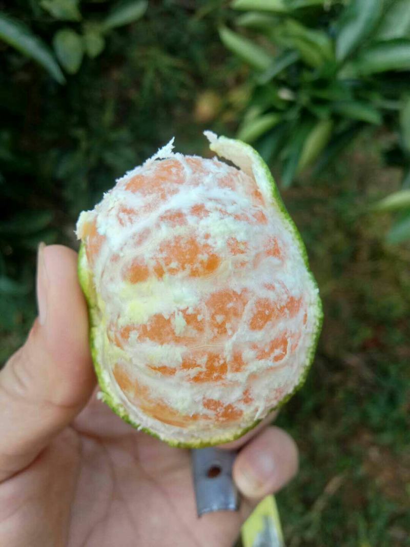 柑橘，大芬特早，已上市