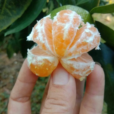 柑橘，大芬特早，已上市
