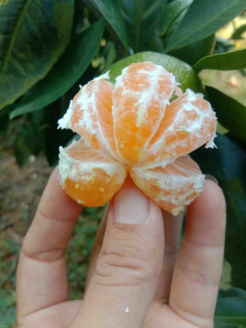 柑橘，大芬特早，已上市