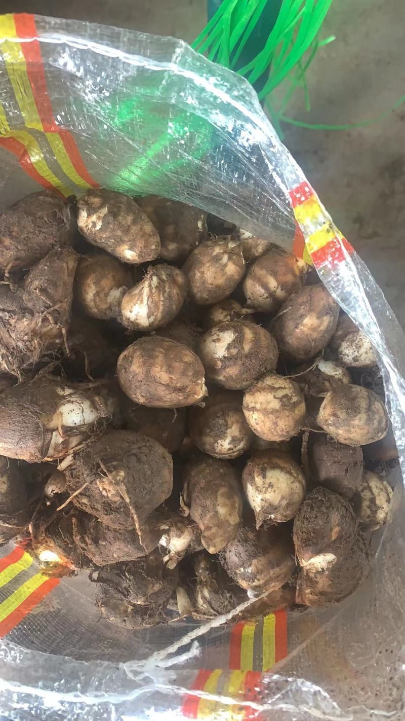 【荐】芋头种子8520豆包货源充足口感香糯全国发货