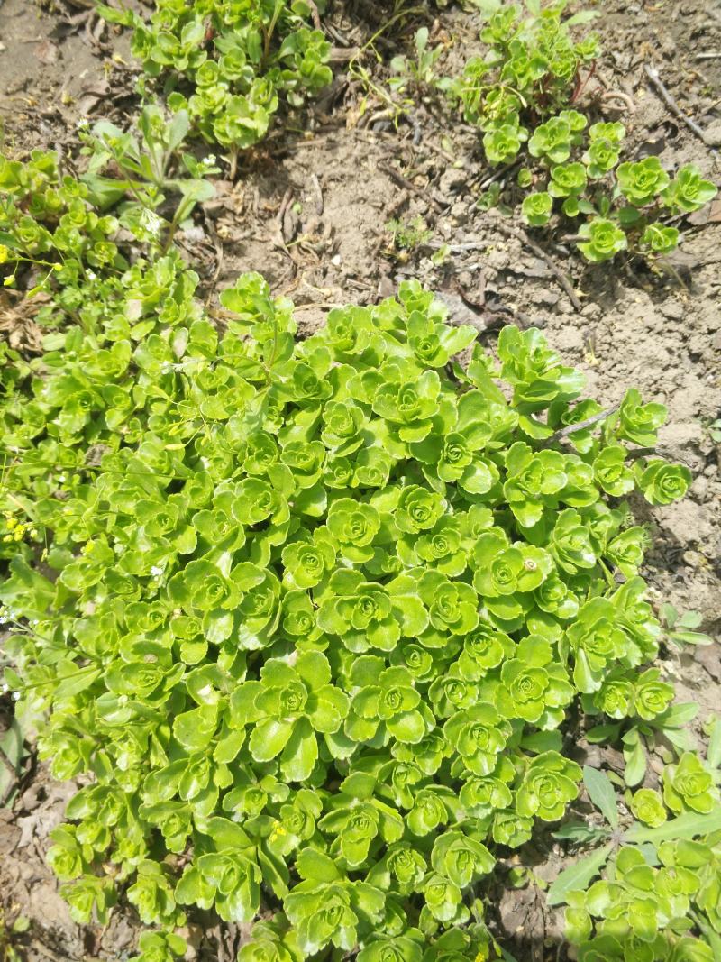 东北大花萱草，金娃娃萱草、玉簪、马连、景天陈革苗圃直销