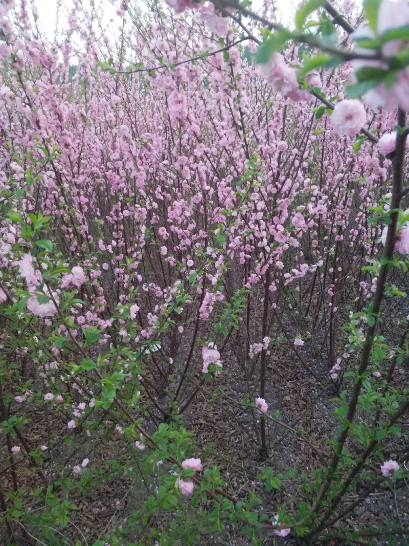 从瓣绿叶榆叶梅，红叶榆叶梅小苗，苗圃直销高10公分以上