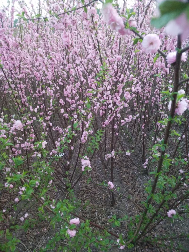 从瓣绿叶榆叶梅，红叶榆叶梅小苗，苗圃直销高10公分以上