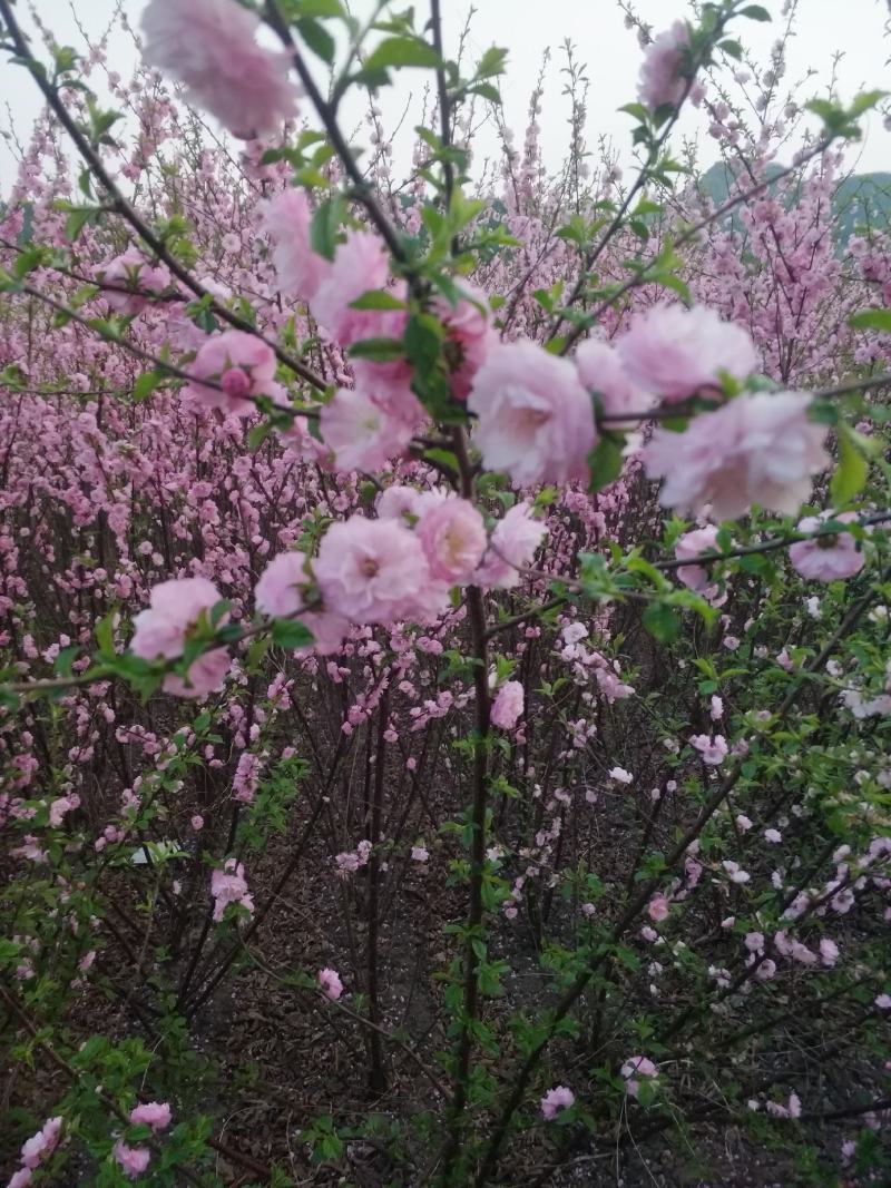 从瓣绿叶榆叶梅，红叶榆叶梅小苗，苗圃直销高10公分以上