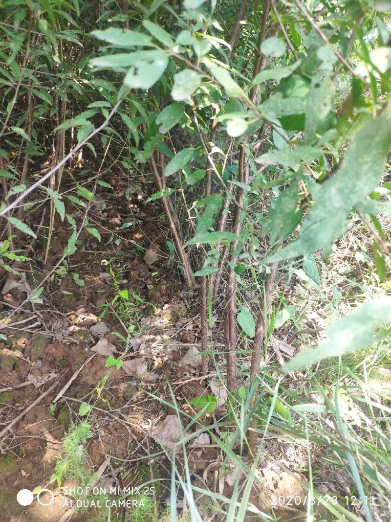 山桃苗，山桃苗批发，山桃苗基地直发，一年山桃苗