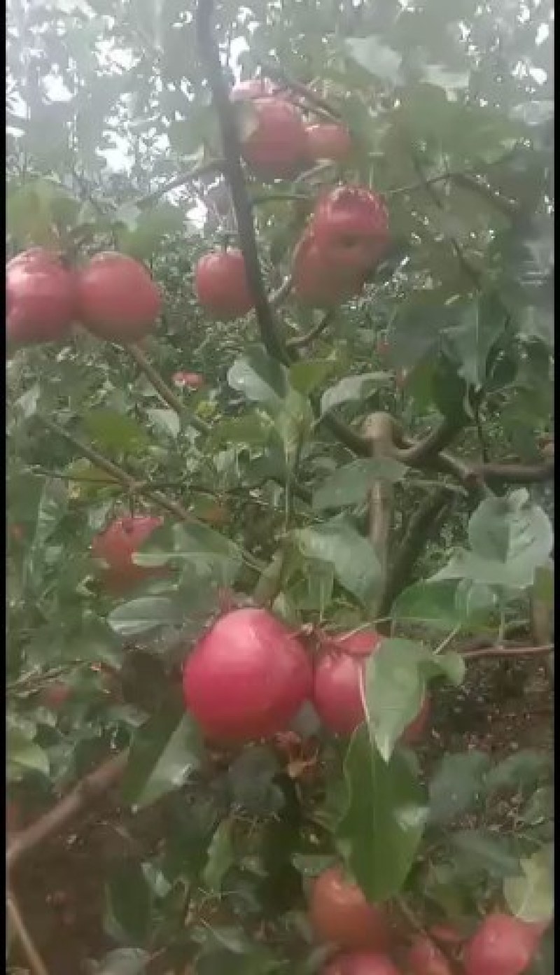 脆甜可口的高山红将军苹果，自家果园，价格便宜，欢迎采购