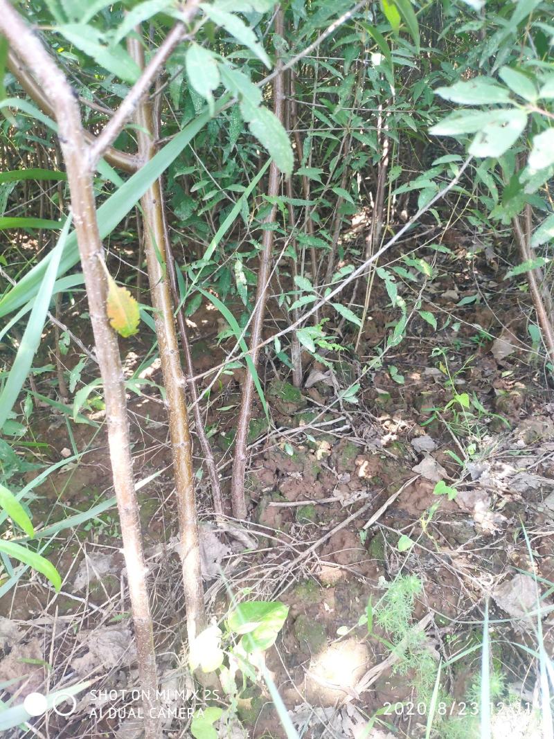 山桃苗，山桃苗批发，山桃苗基地直发，一年山桃苗