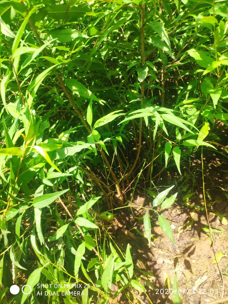 山桃苗，山桃苗批发，山桃苗基地直发，一年山桃苗