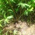 山桃苗，山桃苗批发，山桃苗基地直发，一年山桃苗