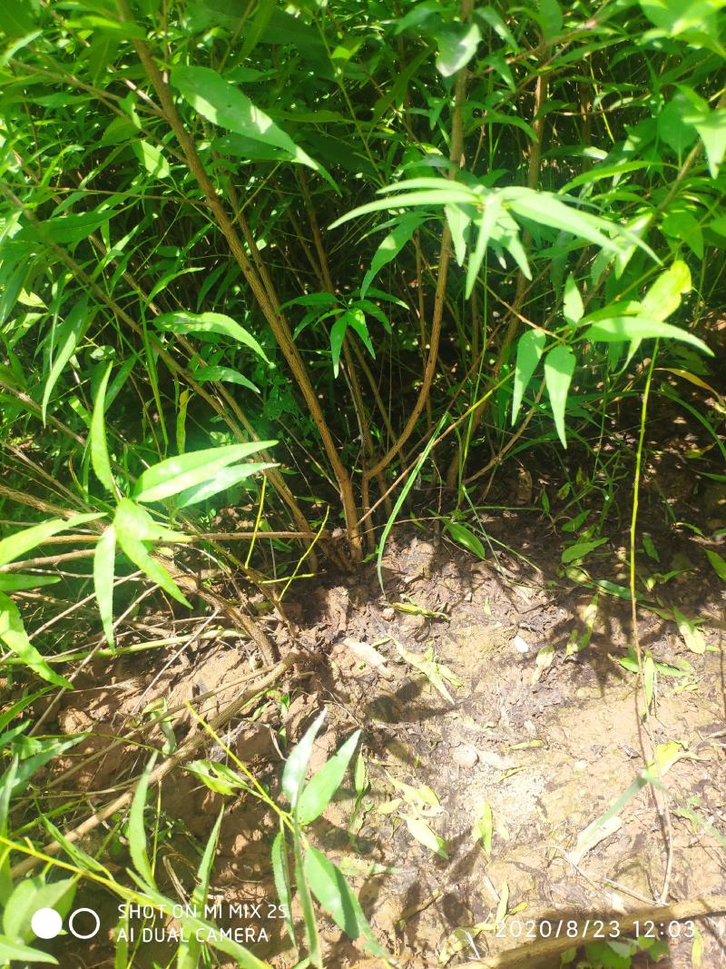 山桃苗，山桃苗批发，山桃苗基地直发，一年山桃苗
