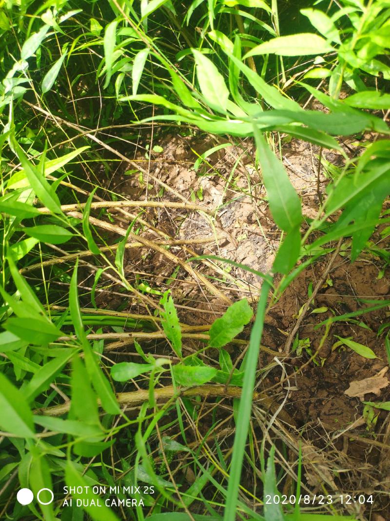 山桃苗，山桃苗批发，山桃苗基地直发，一年山桃苗