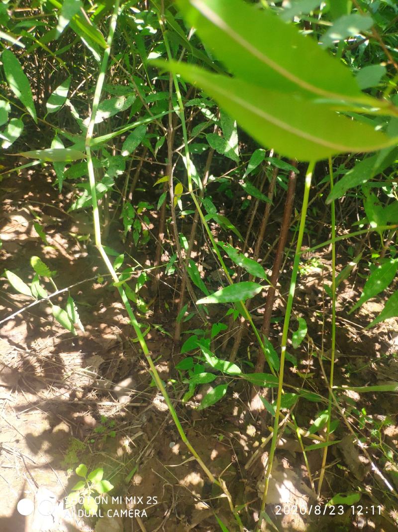山桃苗，山桃苗批发，山桃苗基地直发，一年山桃苗
