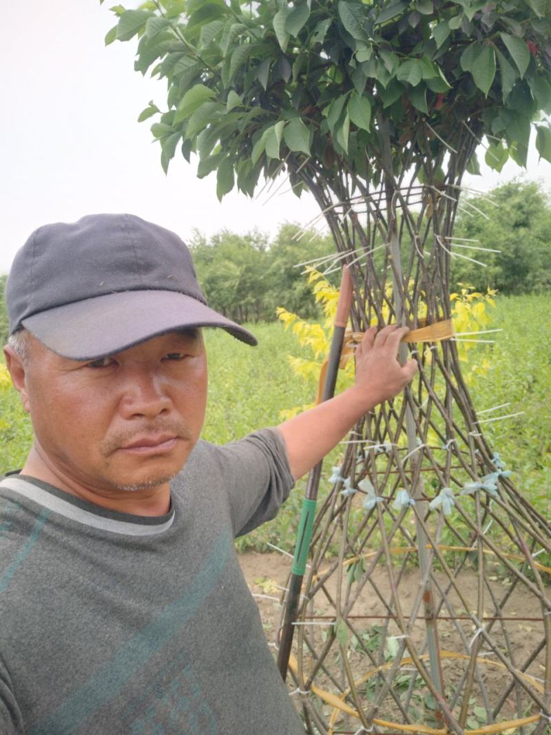 桃叶卫矛，编织花瓶、花柱造型开原市陈革苗圃直销