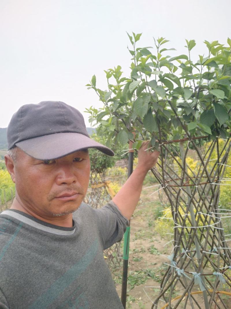 桃叶卫矛，编织花瓶、花柱造型开原市陈革苗圃直销