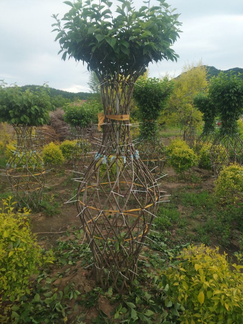 桃叶卫矛，编织花瓶、花柱造型开原市陈革苗圃直销