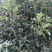 桂花树