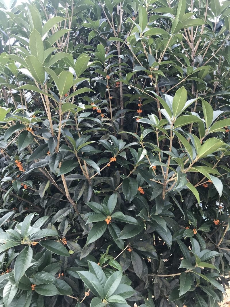 桂花树