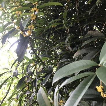 桂花树