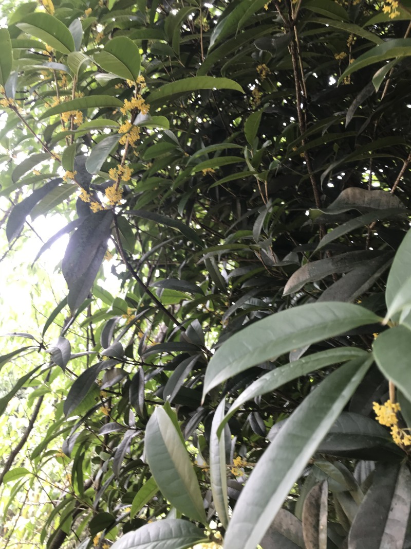 桂花树