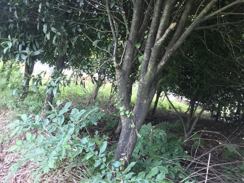 桂花树