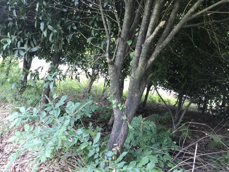 桂花树