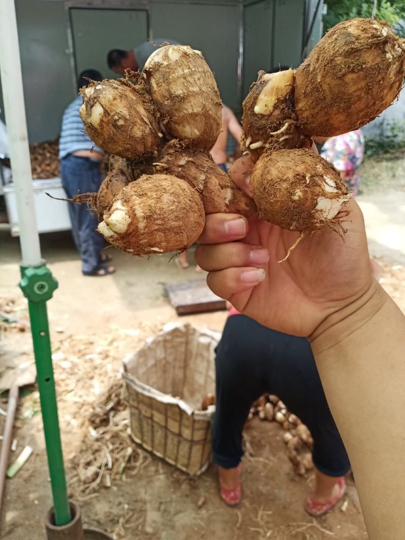 （鲜）黄沙地统货，连枝多（未挑球）8520毛芋头