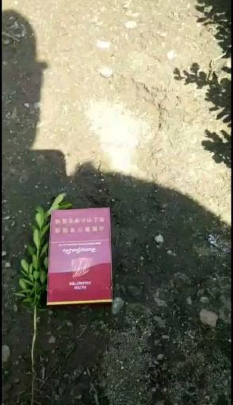 东北小叶黄杨，耐寒苗木陈革苗圃直销，高10公分左右