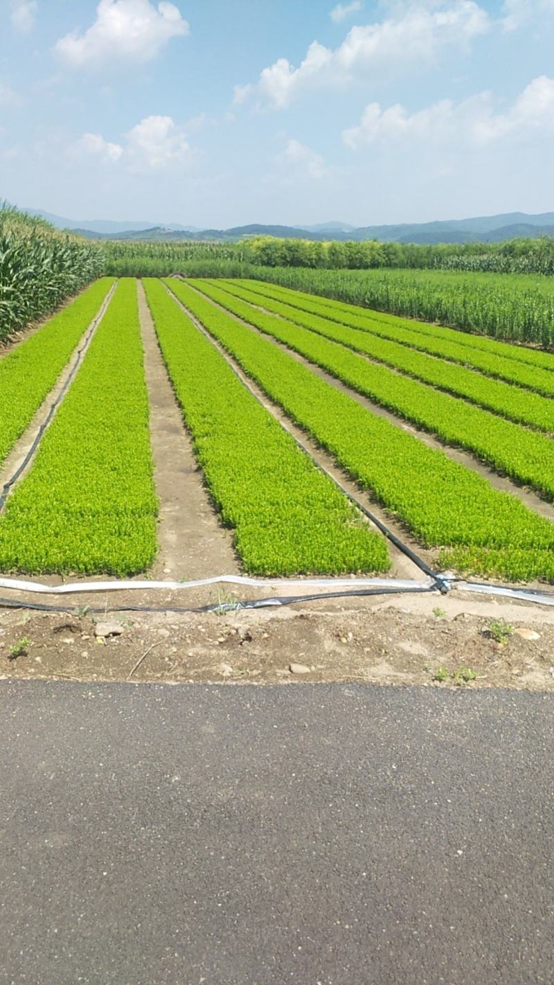 东北小叶黄杨，耐寒苗木陈革苗圃直销，高10公分左右