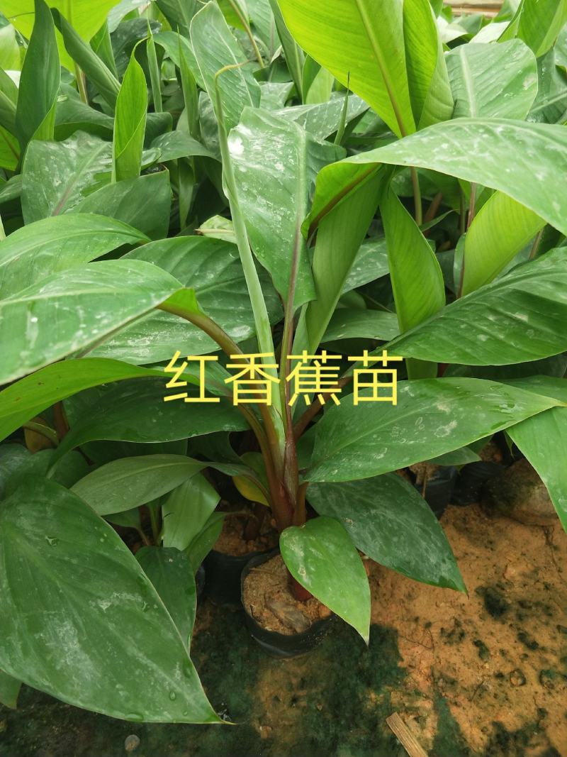 金粉一号西贡蕉苗，威廉斯B6香蕉苗，红香蕉苗