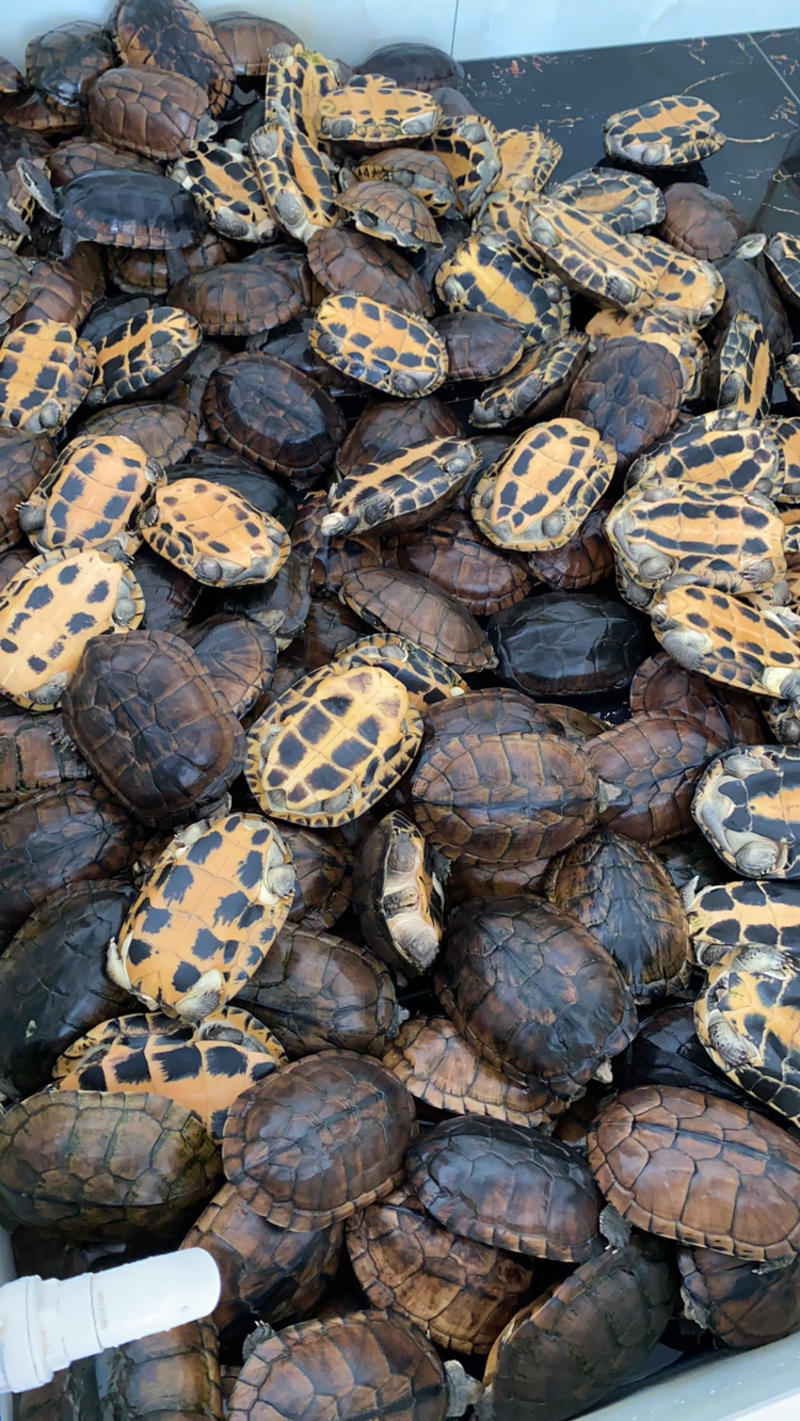 石金钱老龟🐢13年到20年老龟可以养殖可以煲汤