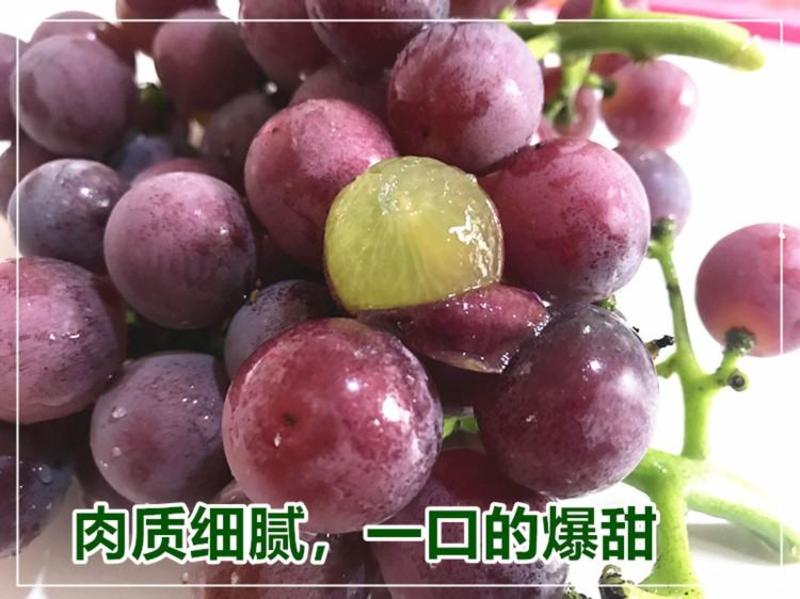 【推荐】陆地巨峰葡萄大量上市，糖度高颗粒大串型紧欢迎考察