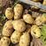 沙地优质土豆，高寒地区种植，质量好，薯型好，耐运输耐储存