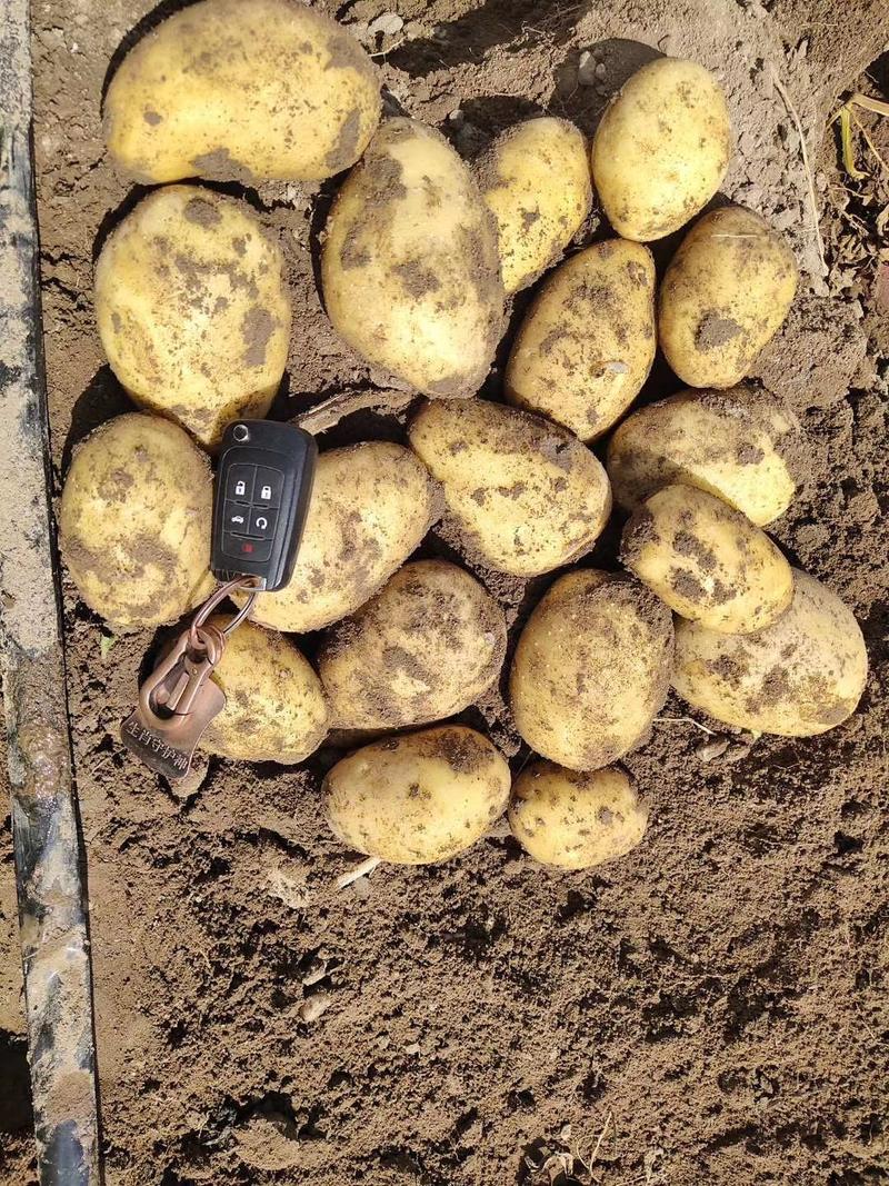 沙地优质土豆，高寒地区种植，质量好，薯型好，耐运输耐储存