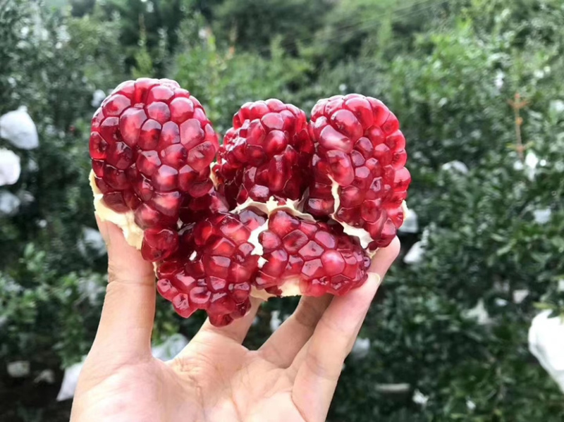 大凉山会理突尼斯软籽石榴，