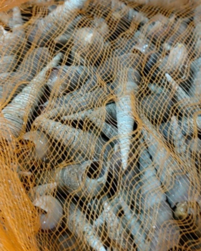 钉螺（个头均匀，可大量批发，支持个地州发货，诚信经营）